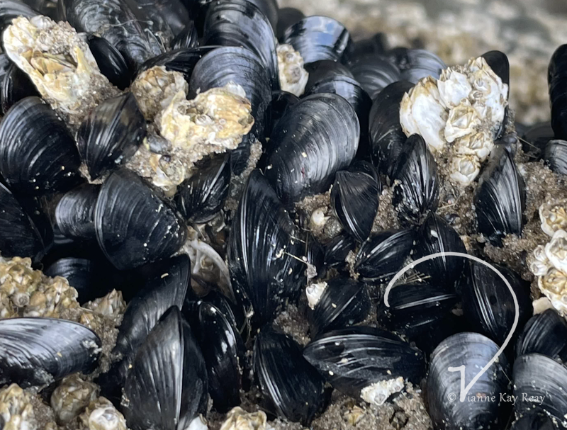 Magnificent Mussels